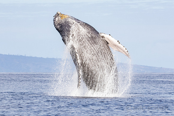 Auau Channel, Humpback Whale Breach, Maui Hi