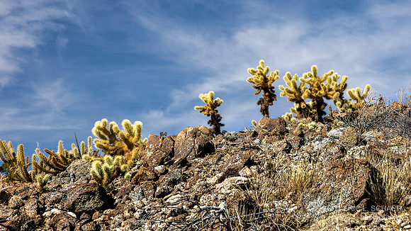 January. Jumping cholla cactus, Palm Desert Calif., Randal Henderson Hike