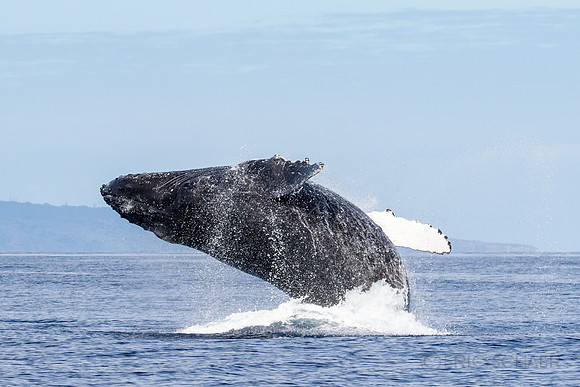 Auau Channel, Humpback Whale Breach, Maui Hi