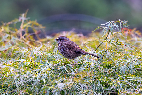 Song Sparrow- Bellevue Washington