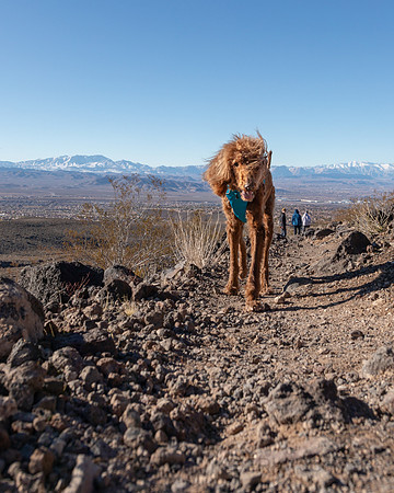 Henderson NV, Dog Ranger on Black Mt. Trail