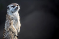 Meerkat- San Diego Zoo California