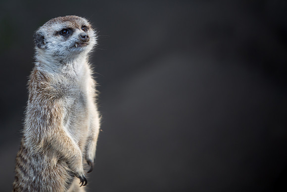 Meerkat- San Diego Zoo California