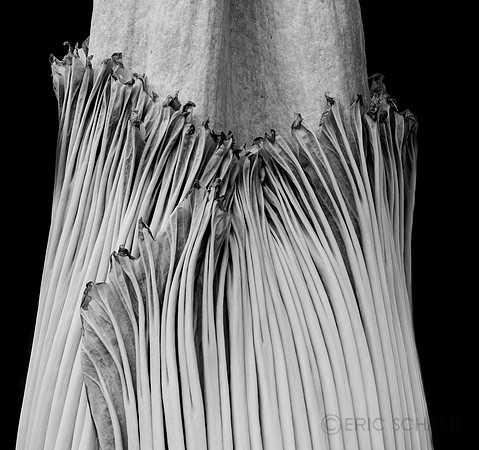 Corpse Flower, Botanic Gardens Chicago IL