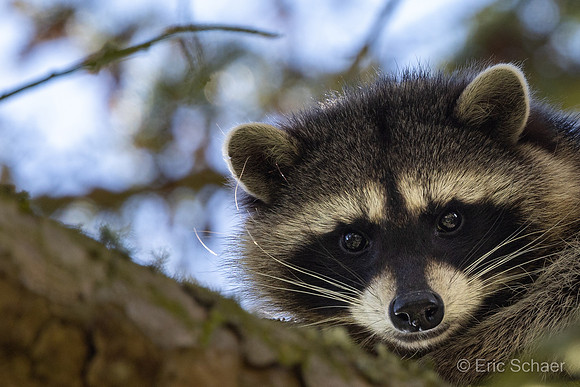 Racoon: Bellevue Washington