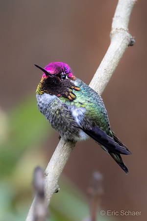 Anna's Hummingbird- Bellevue WA.