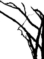 Branches Abstract: Bellevue Washington