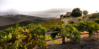 2021, California, Central Coast, Paso Robles, vinyard, Wild Coyote, Winery' Manucci Winery