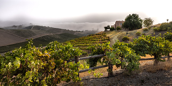 2021, California, Central Coast, Paso Robles, vinyard, Wild Coyote, Winery' Manucci Winery