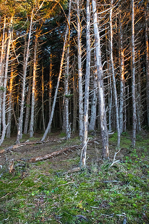 2020.12 Yachats Oregon Coast-3451