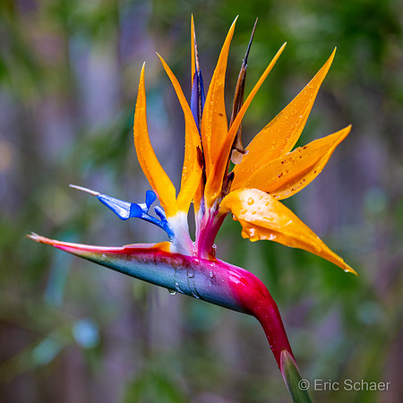 San Diego Zoo Safari Park-  Escondido California