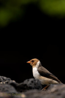 Sparrow- Kailua Kona Hawaii