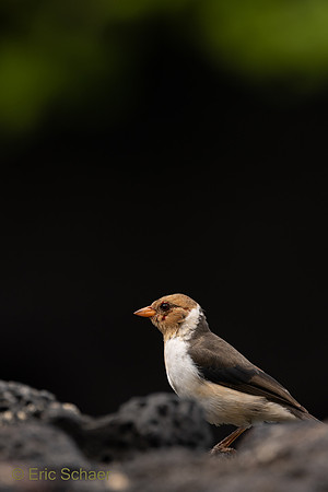 Sparrow- Kailua Kona Hawaii