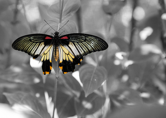 Helicanius Erado (Small Postman) Butterfly: Chicago Illinois Botanic Garden